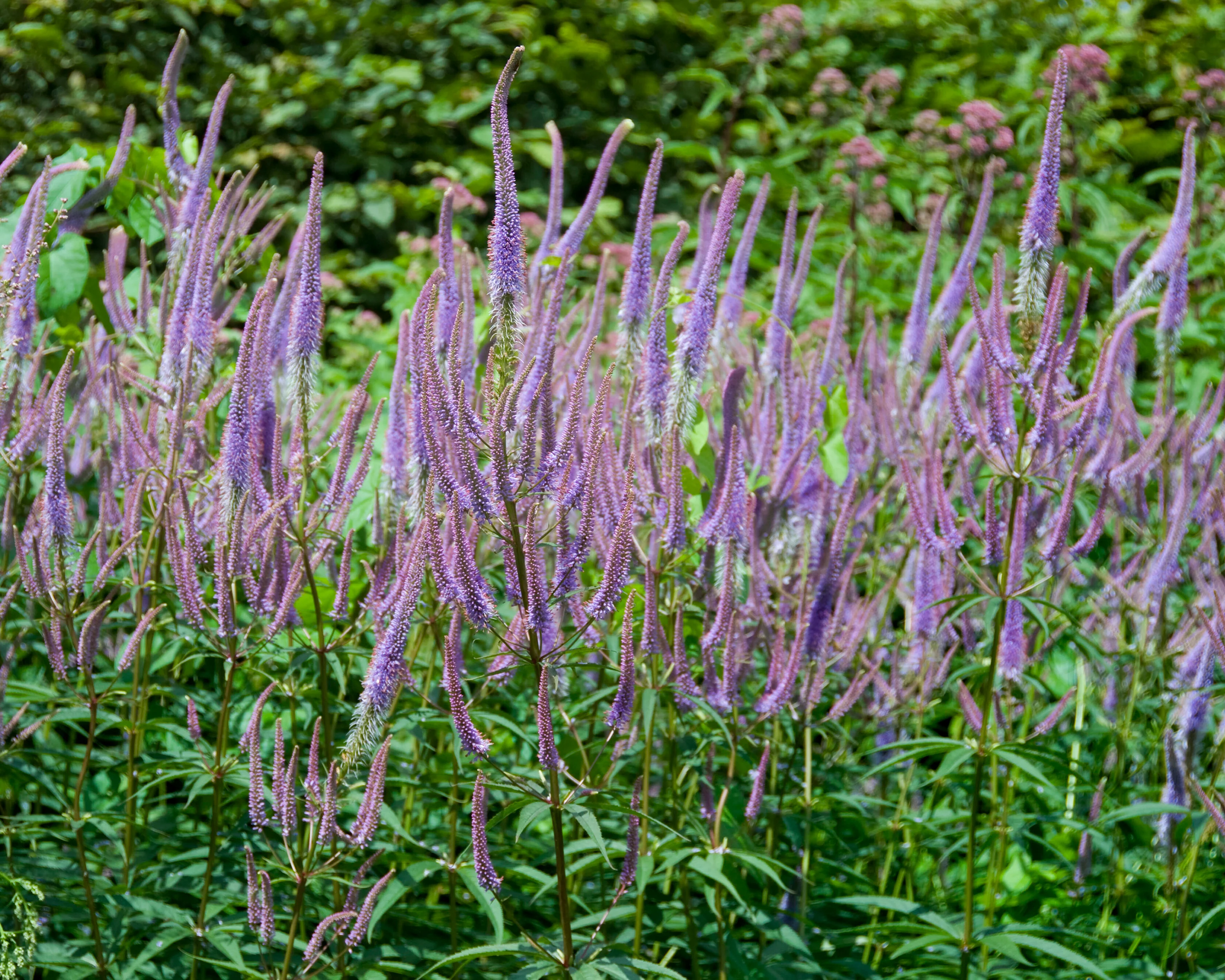 Veronicastrum 'Fascination' - Image 4