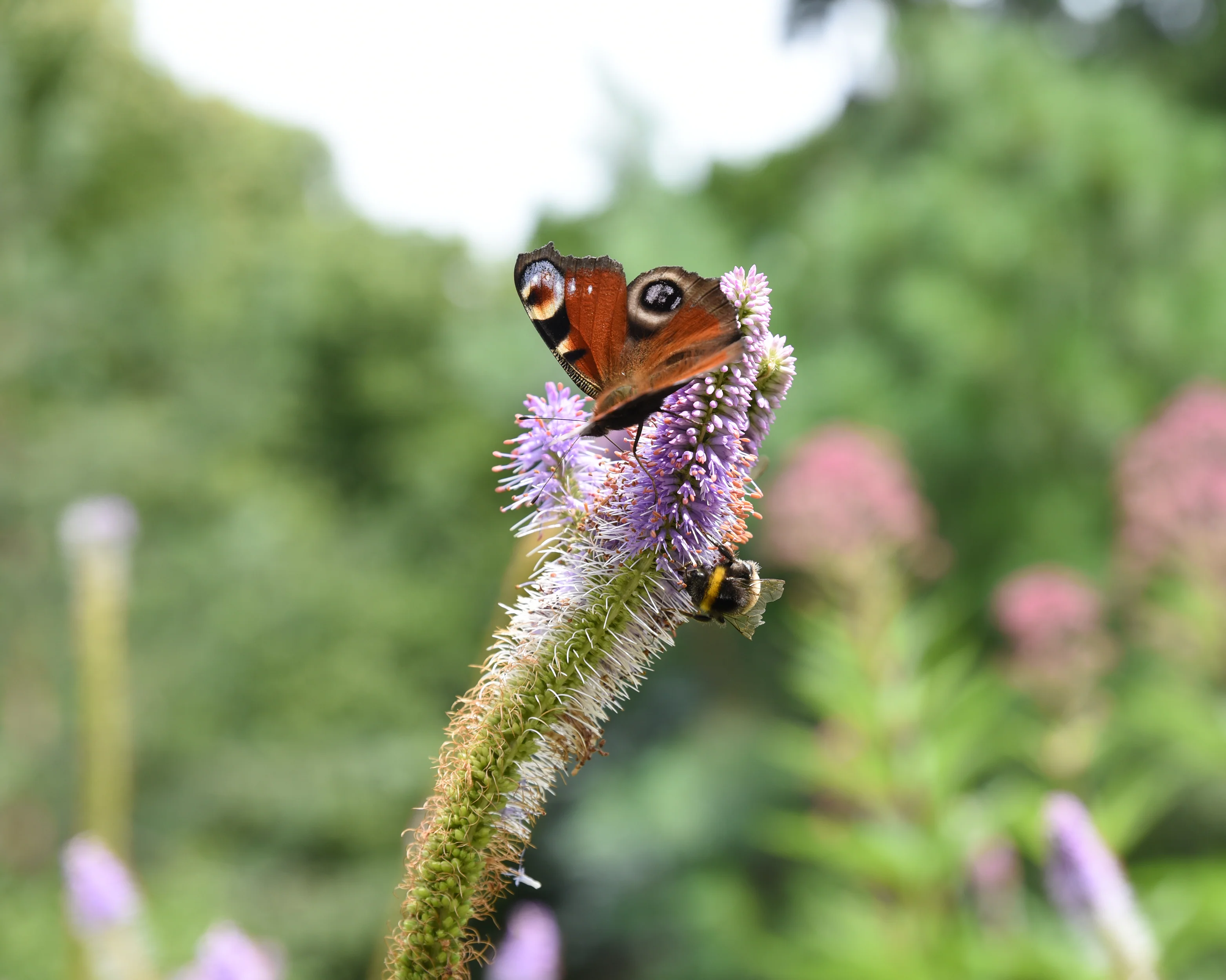 Veronicastrum 'Fascination' - Image 5