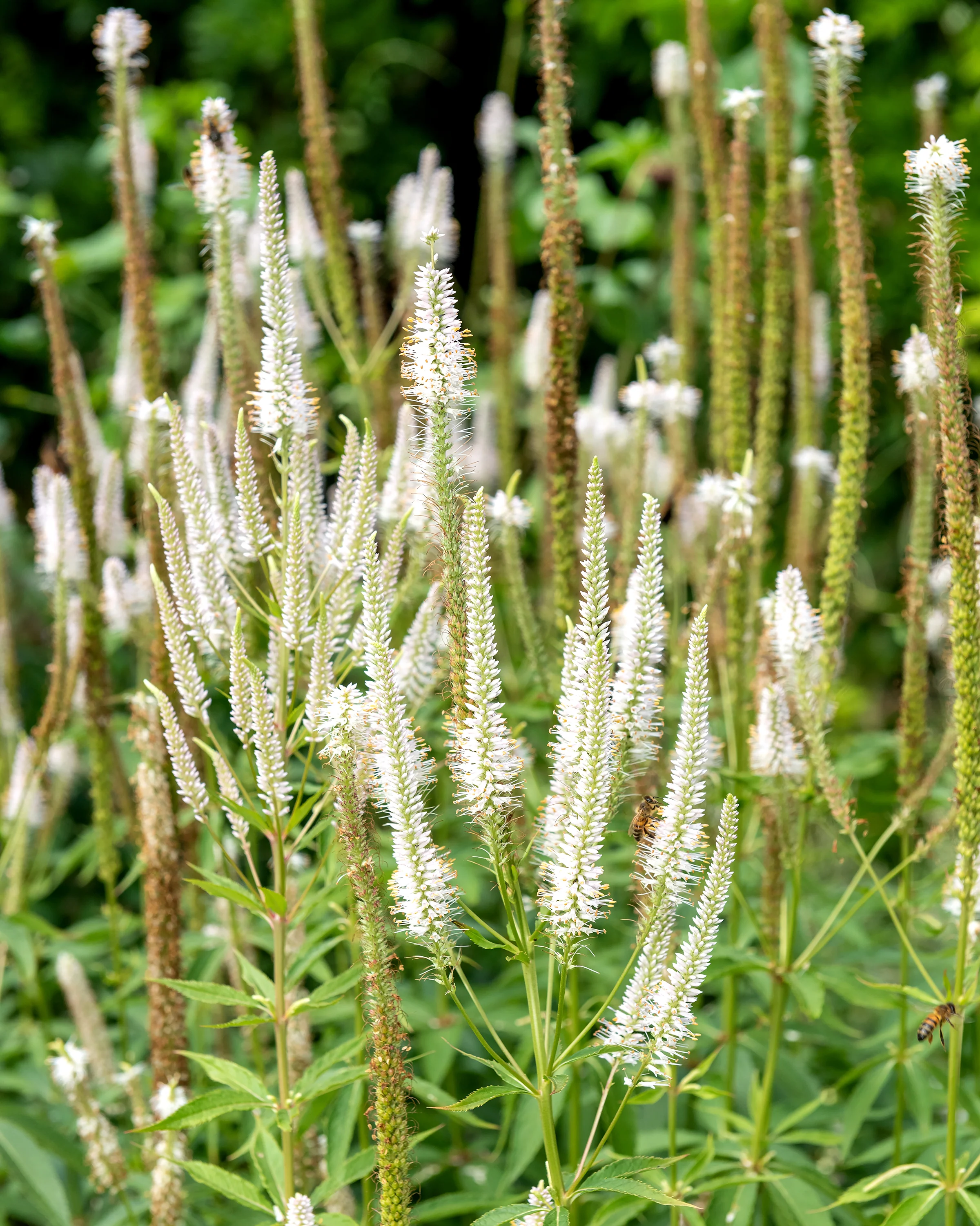 Veronicastrum 'Springdew' - Image 3