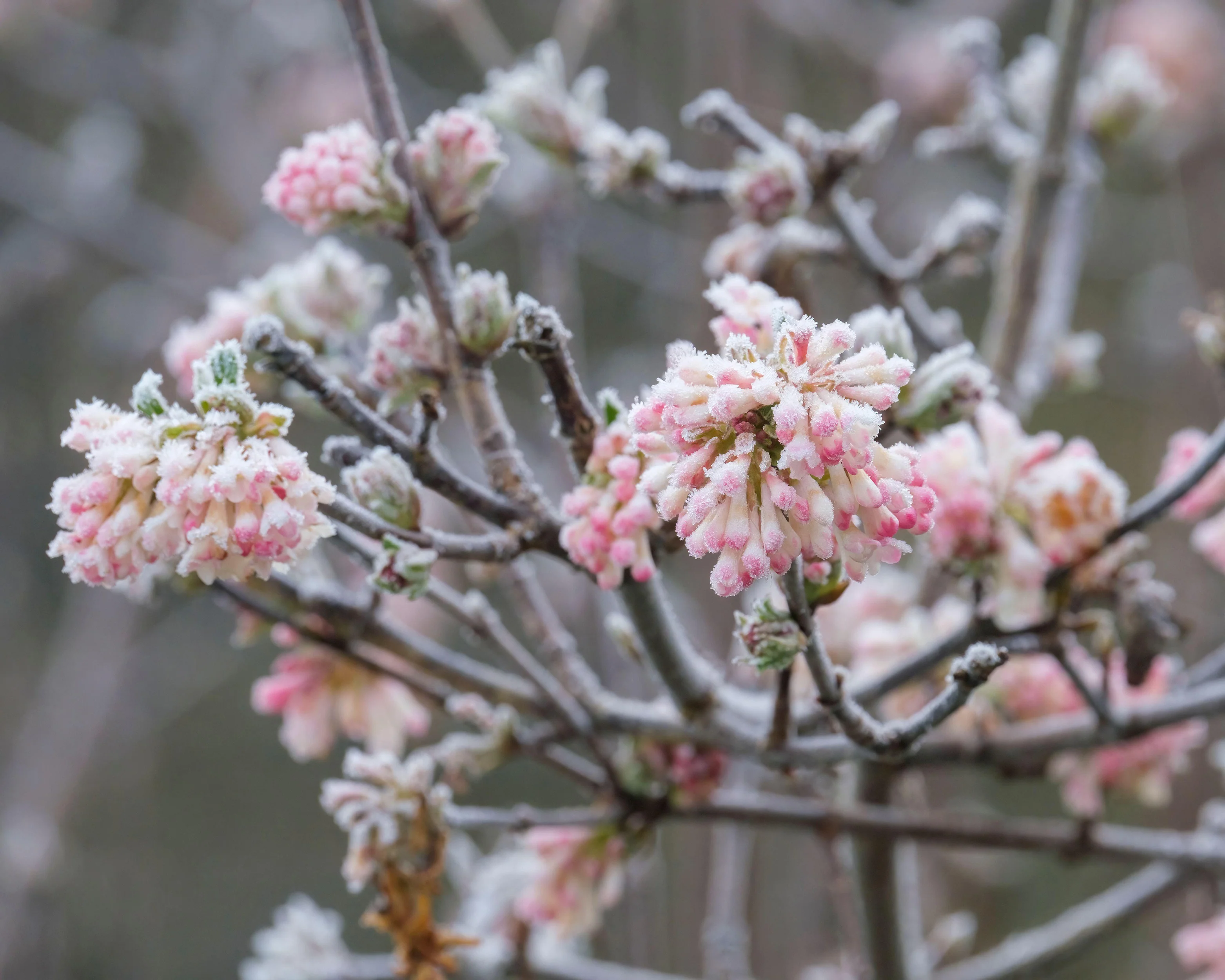 Viburnum 'Charles Lamont' - Image 10