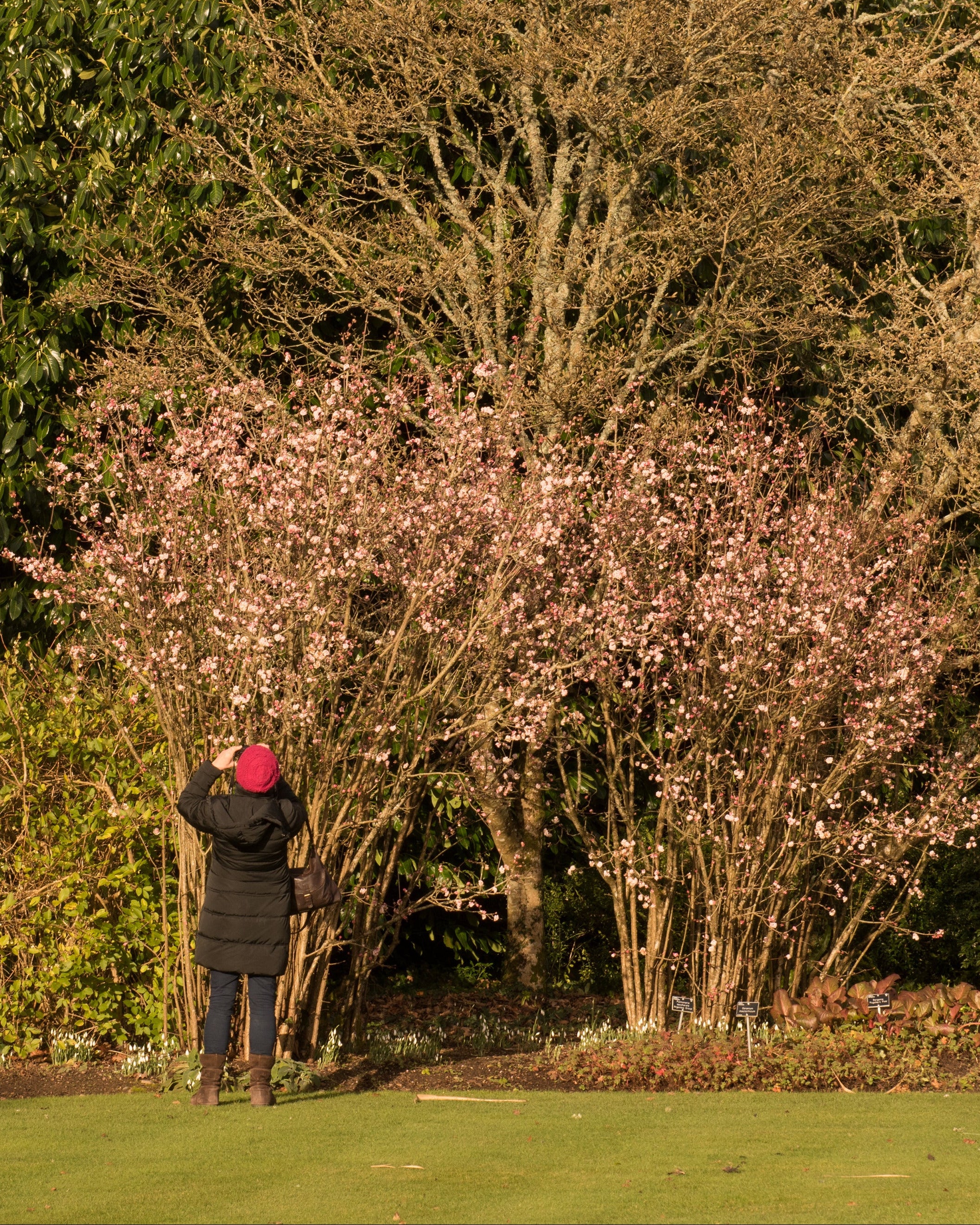 Viburnum 'Charles Lamont' - Image 3