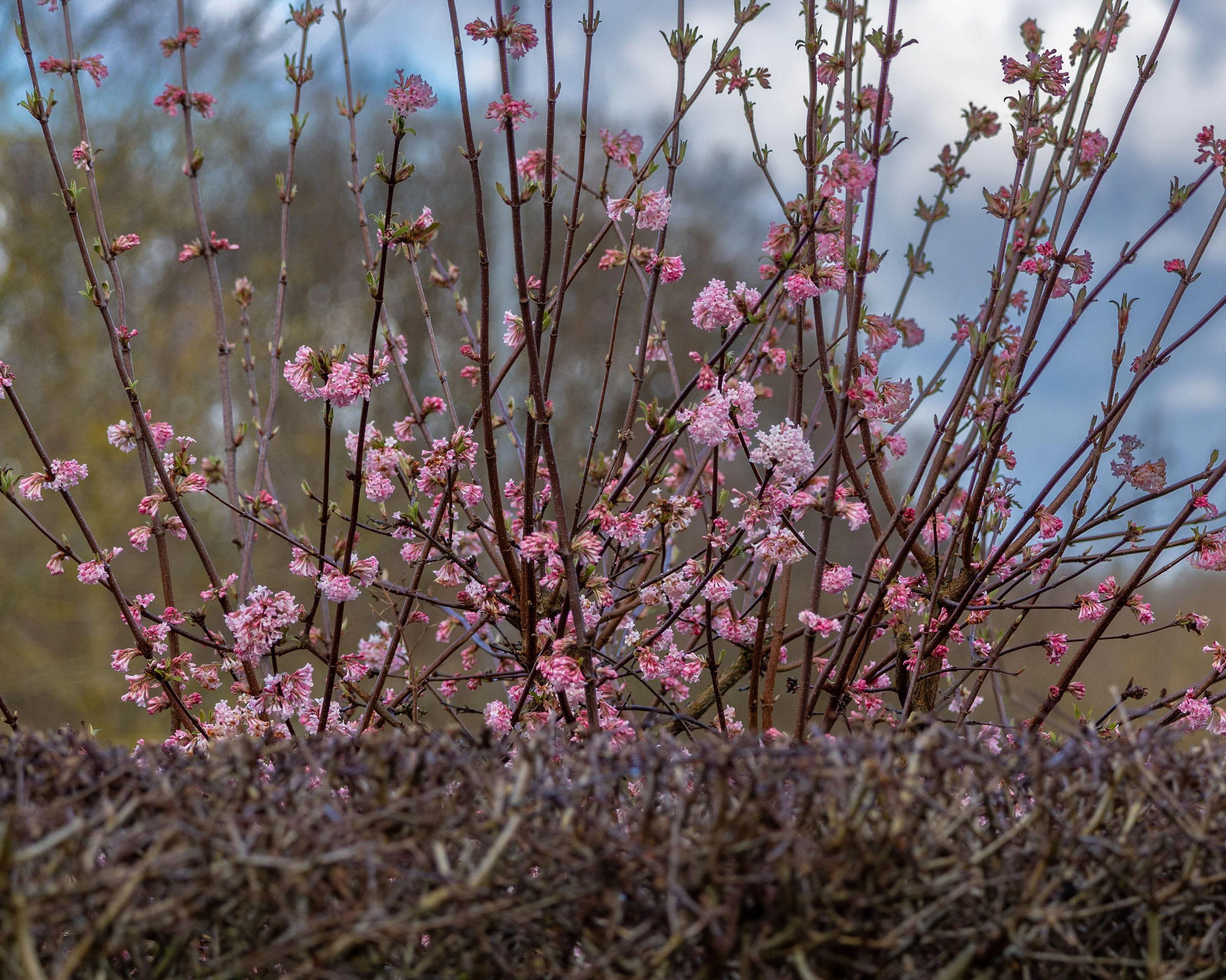 Viburnum 'Charles Lamont' - Image 6