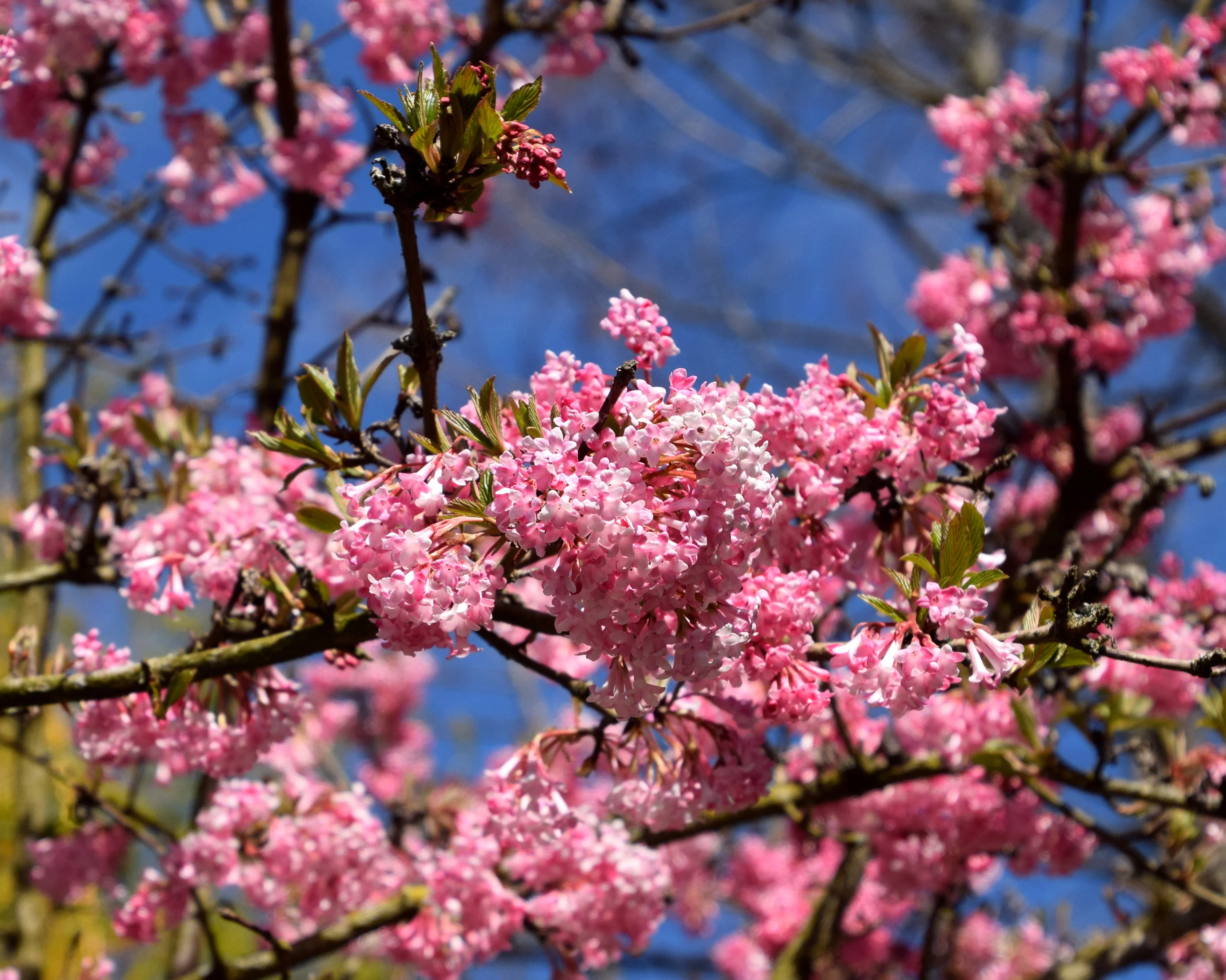 Viburnum 'Charles Lamont' - Image 8