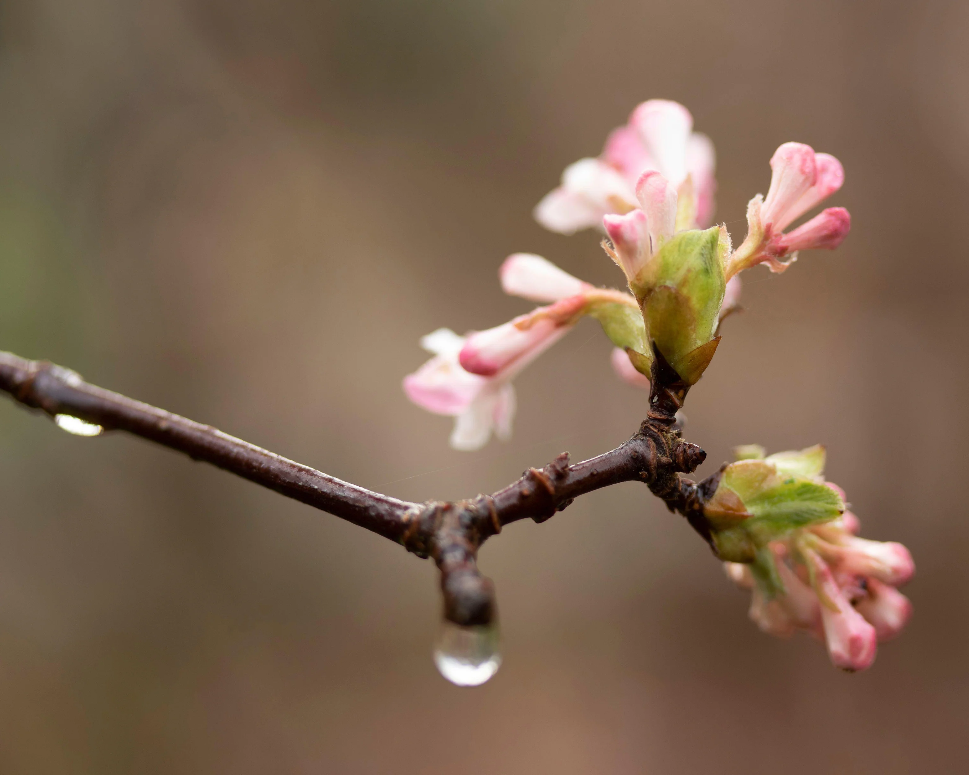 Viburnum 'Charles Lamont' - Image 9
