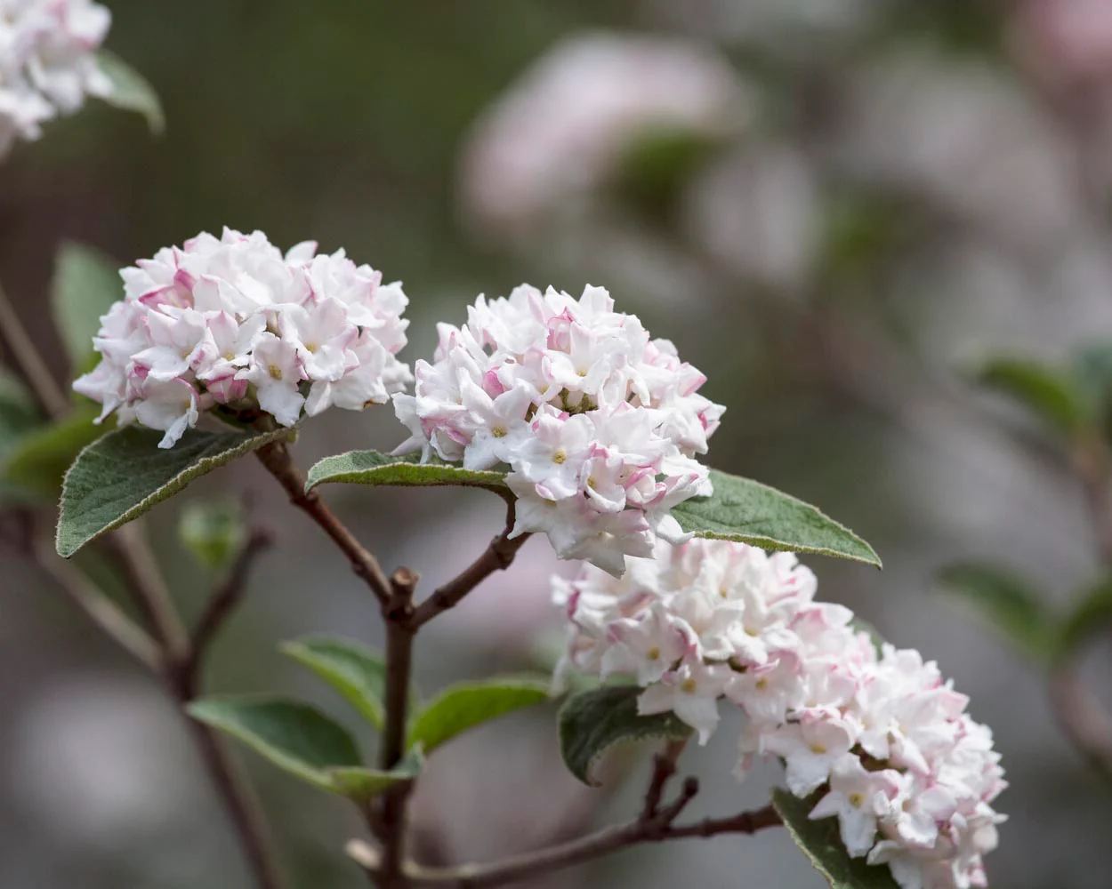Viburnum 'Compactum' - Image 3