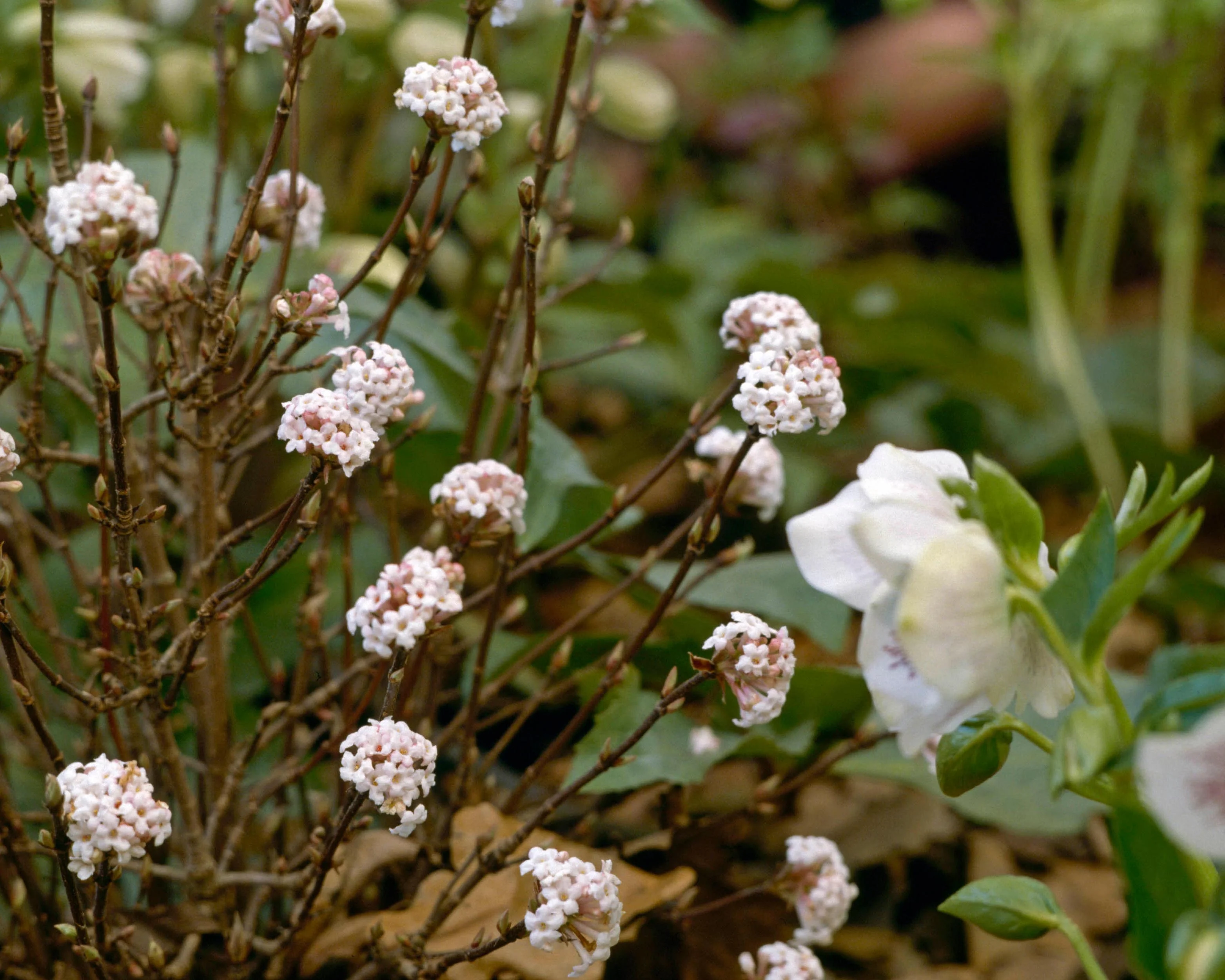 Viburnum 'Compactum' - Image 5