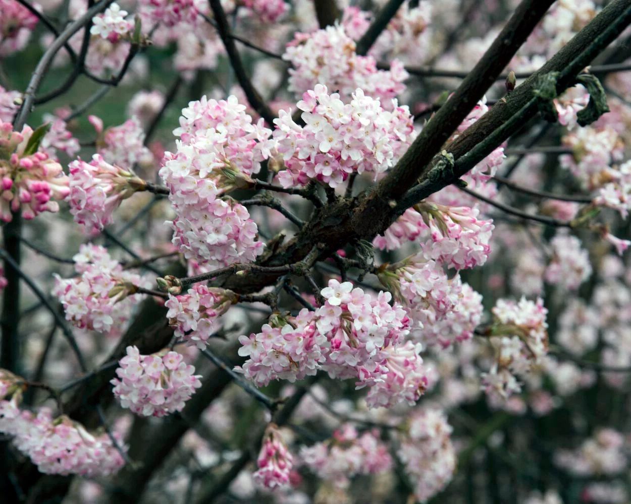 Viburnum 'Dawn' - Image 2
