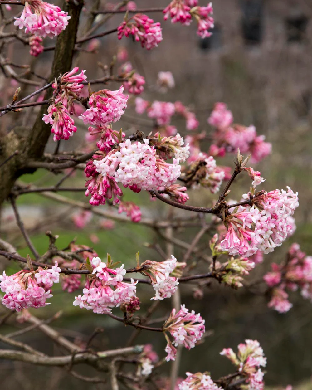 Viburnum 'Dawn' - Image 3