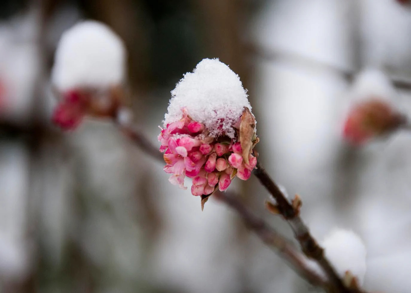 Viburnum 'Dawn' - Image 5