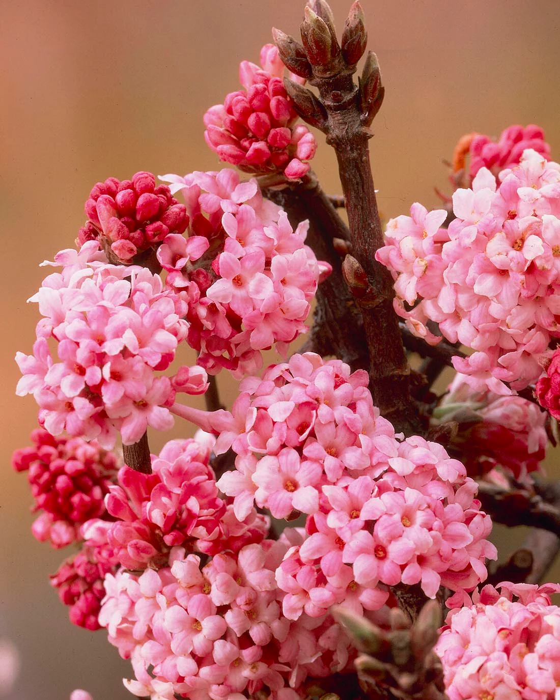 Viburnum 'Dawn' - Image 6
