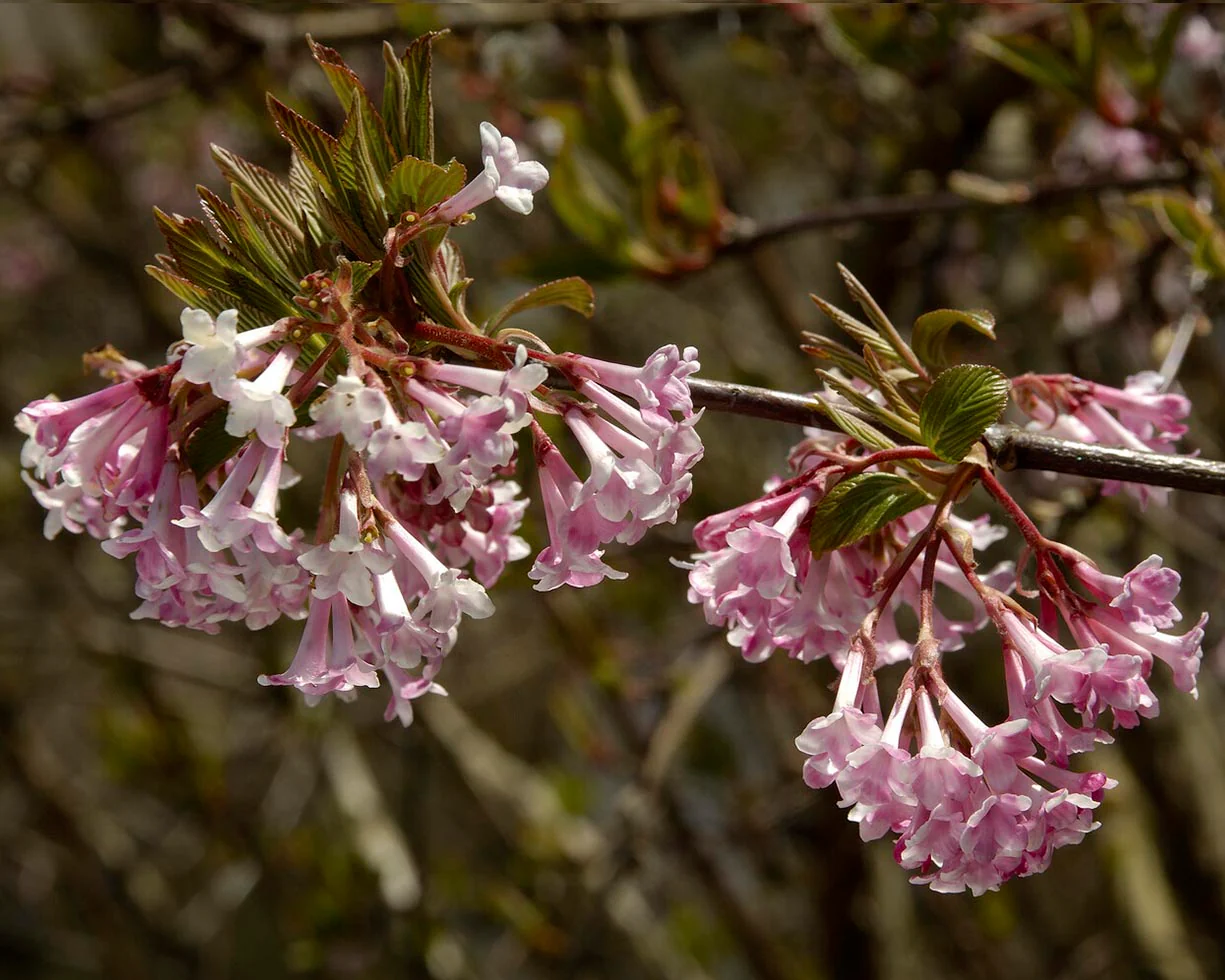 Viburnum 'Dawn' - Image 7