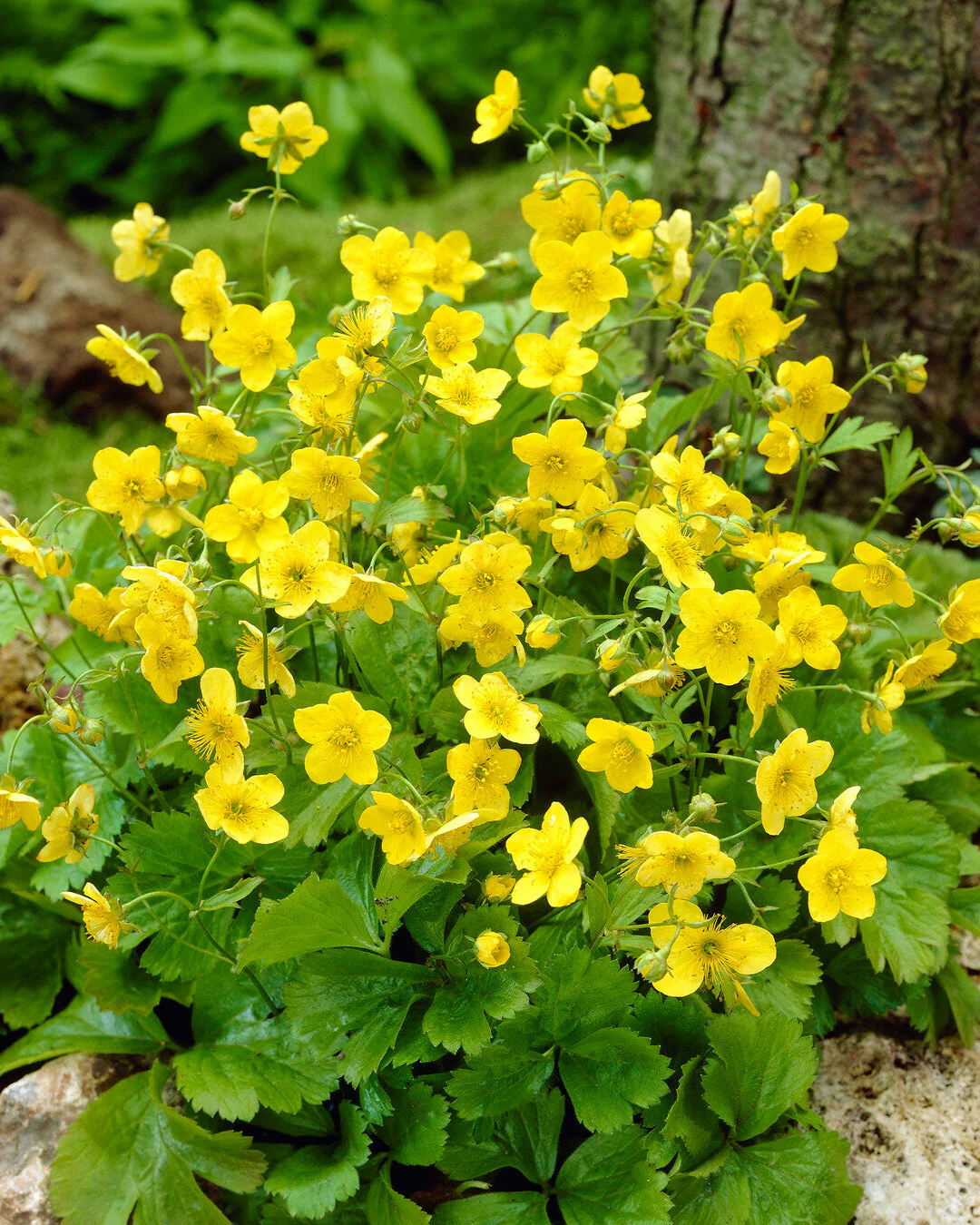 Waldsteinia ternata - Image 2