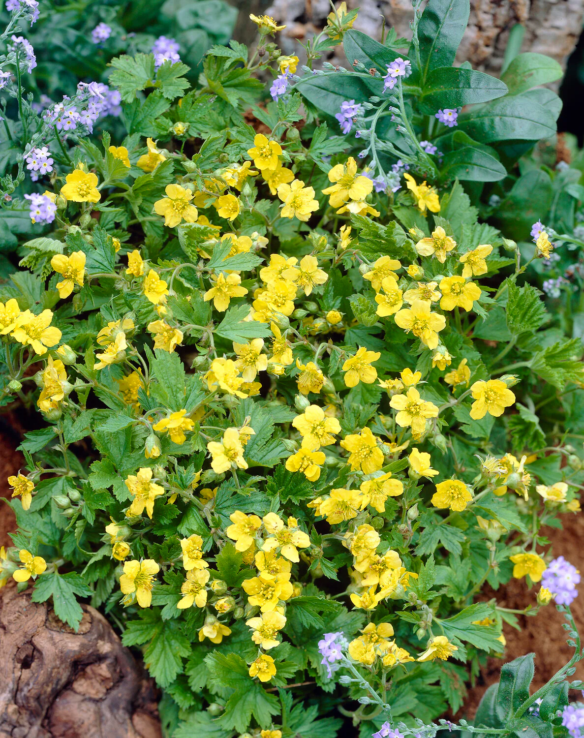 Waldsteinia ternata - Image 9