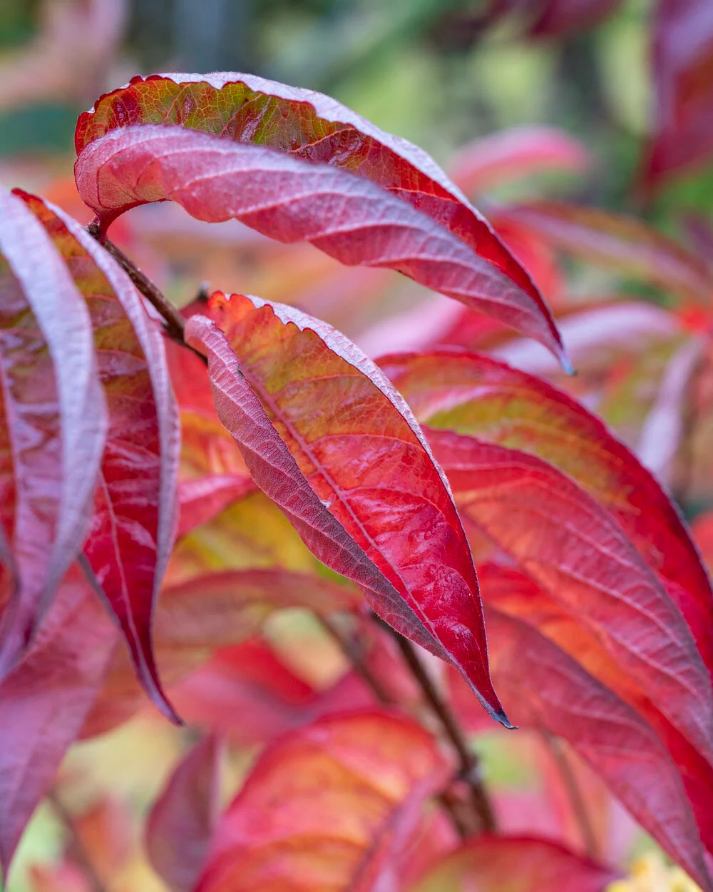 Weigela 'Wings of Fire' - Image 2