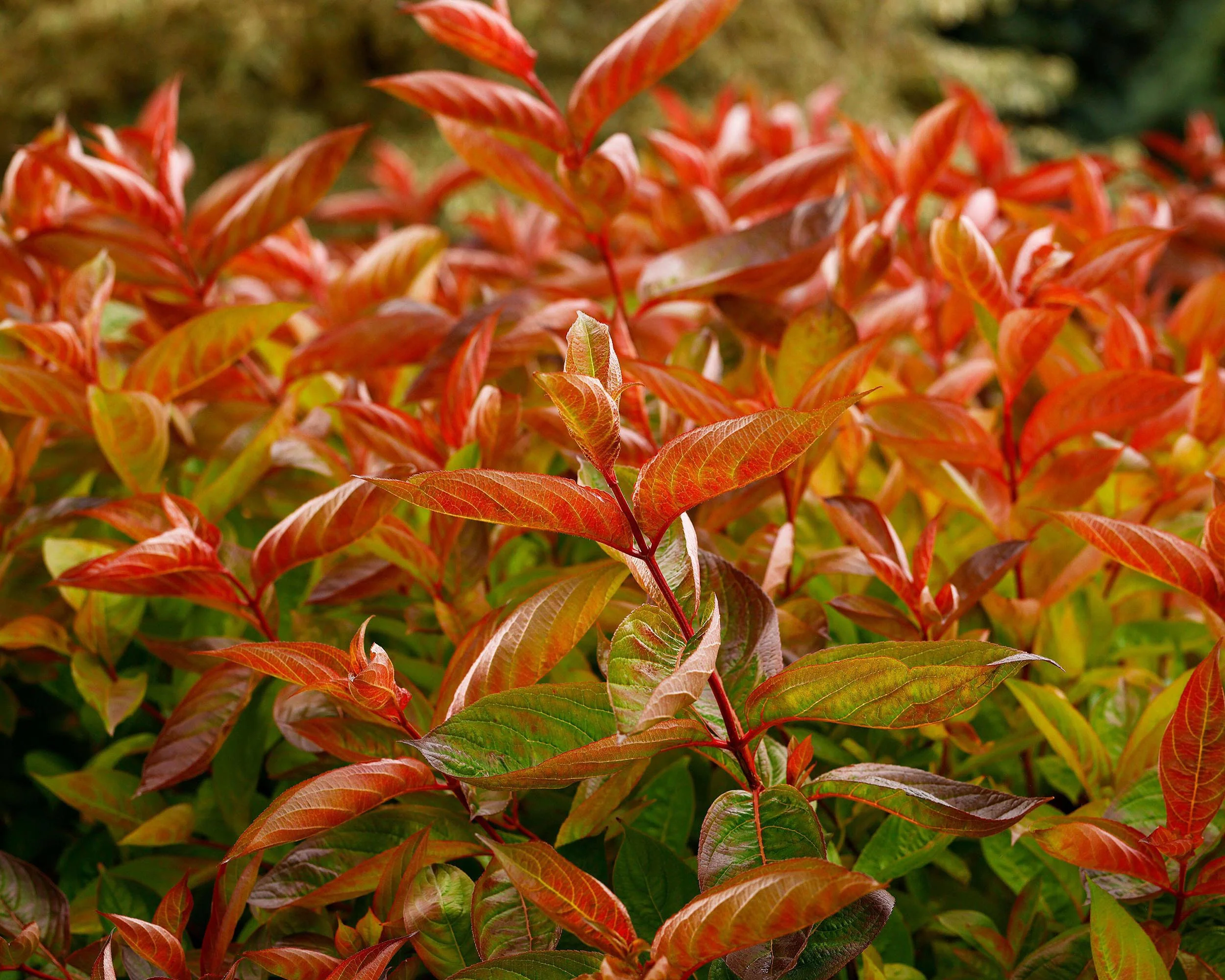 Weigela 'Wings of Fire' - Image 3