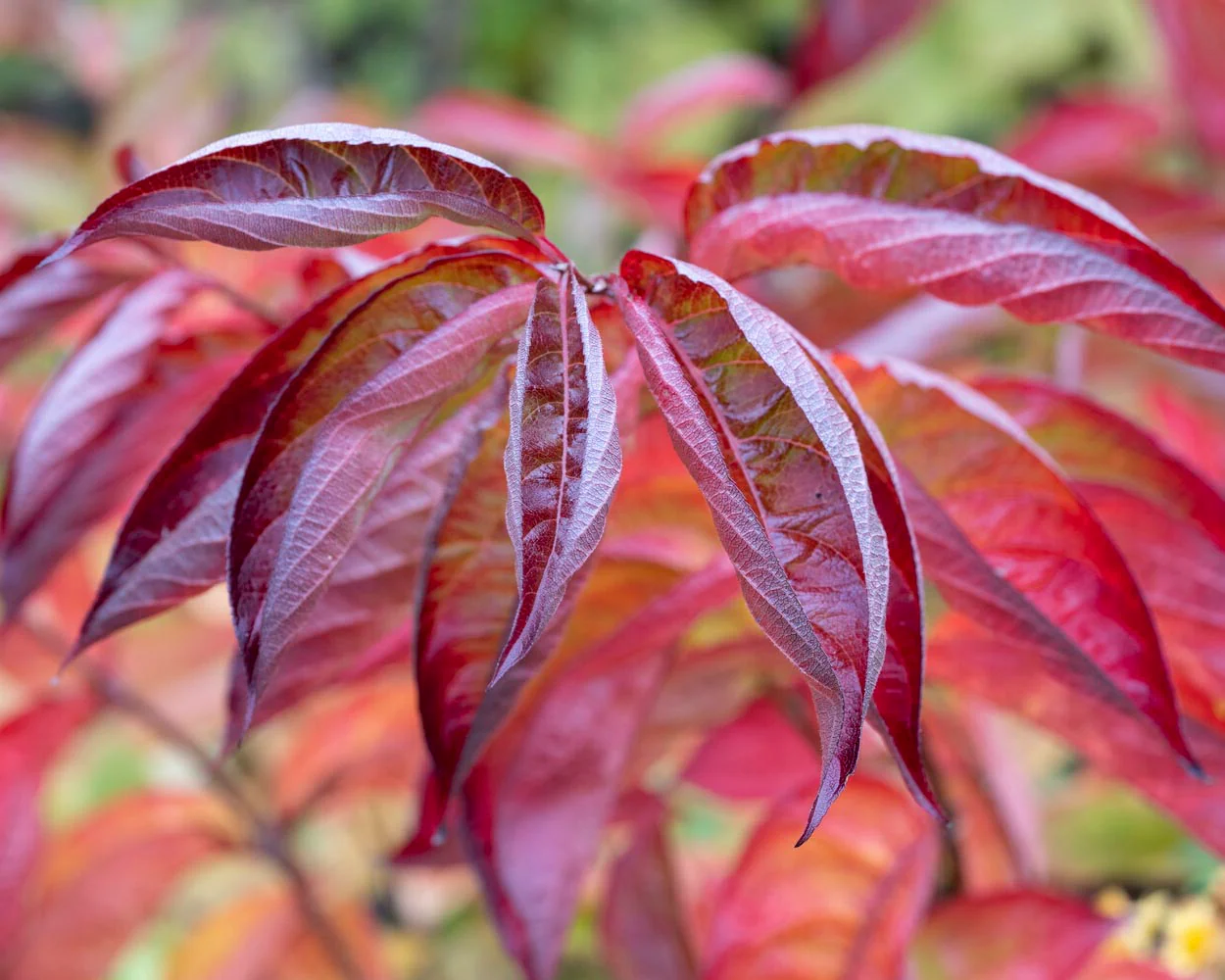 Weigela 'Wings of Fire' - Image 5