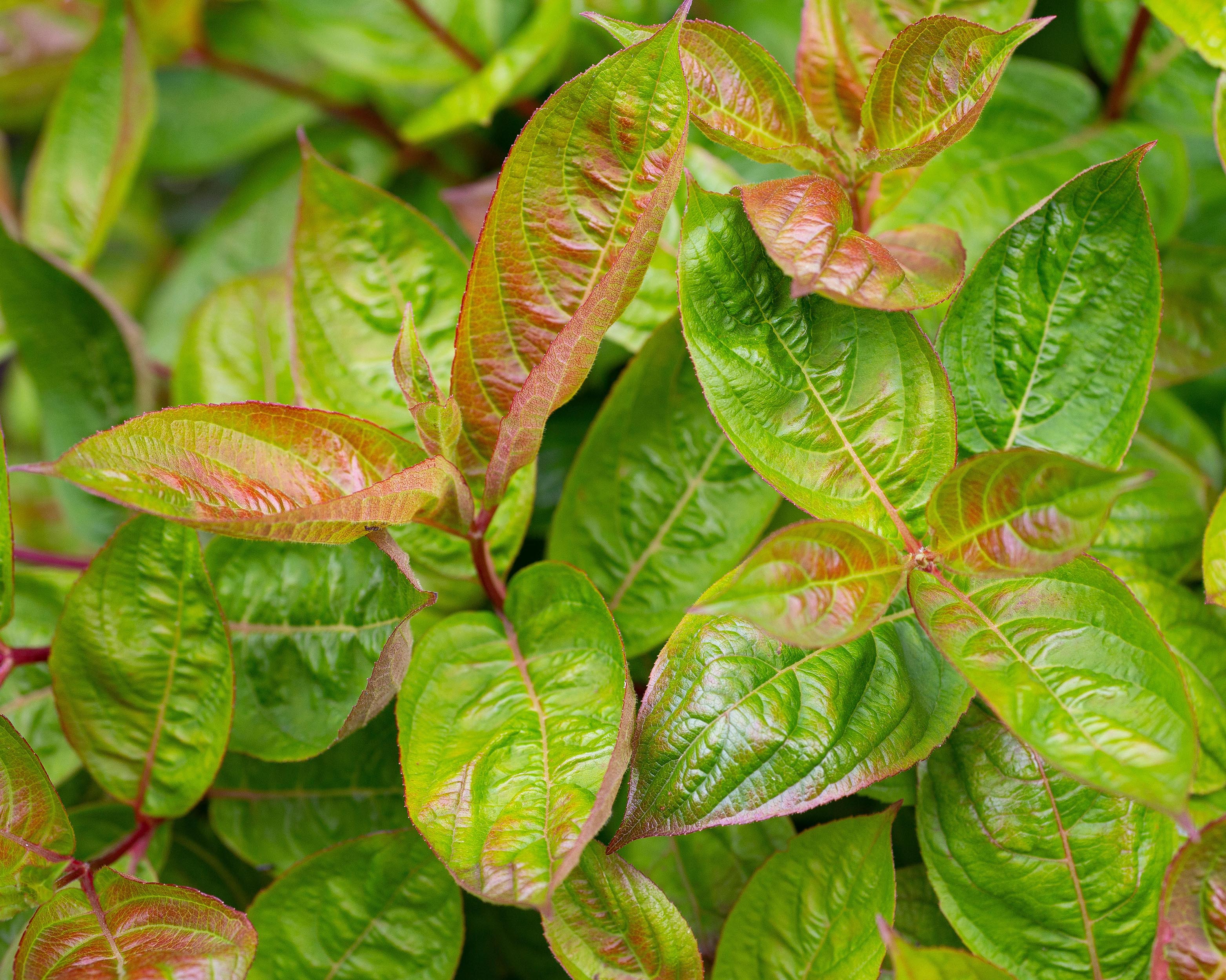 Weigela 'Wings of Fire' - Image 8