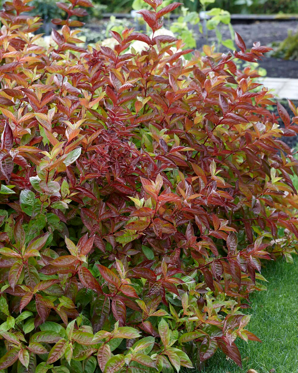 Weigela 'Wings of Fire' - Image 9