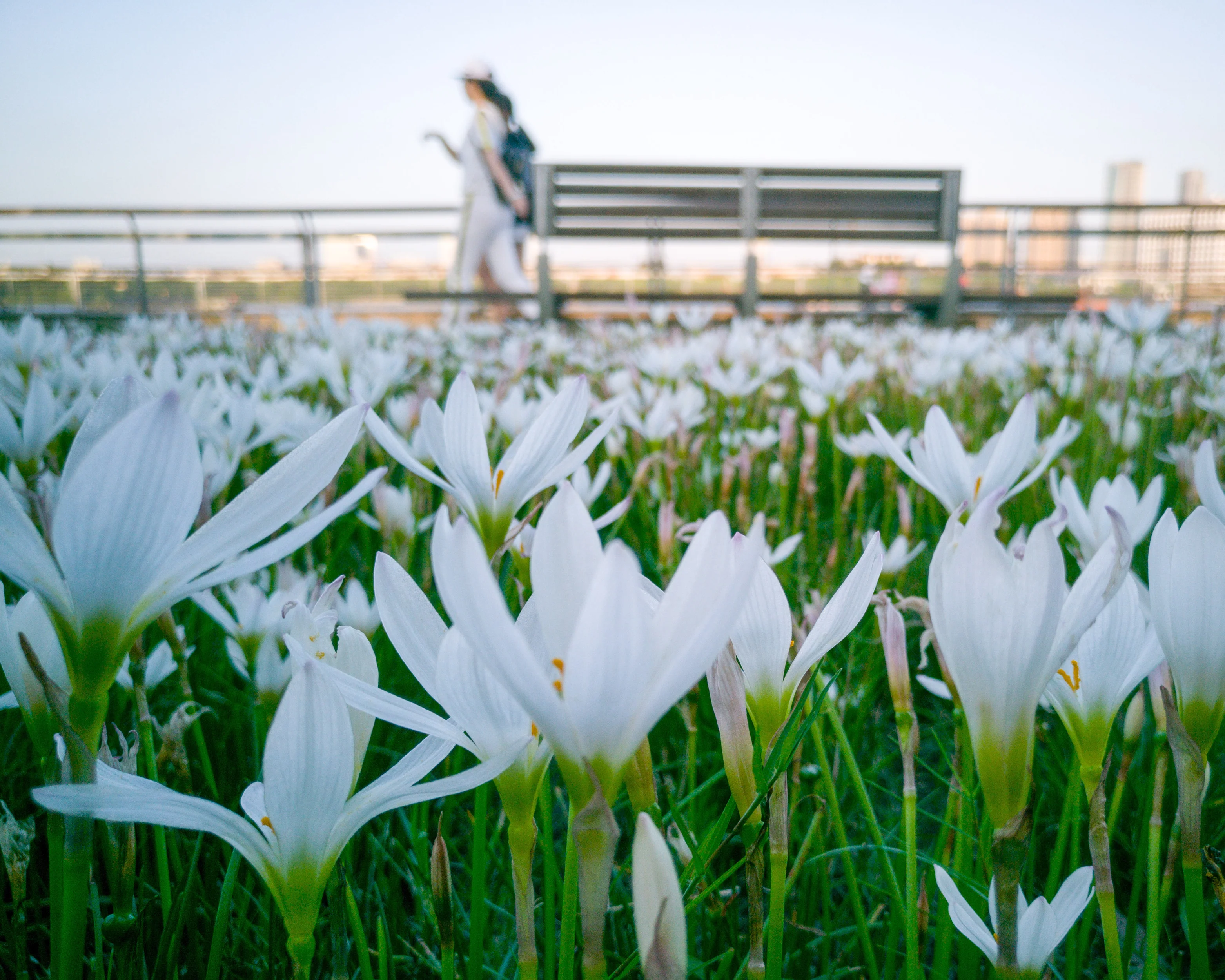 Zephyranthes candida - Image 2