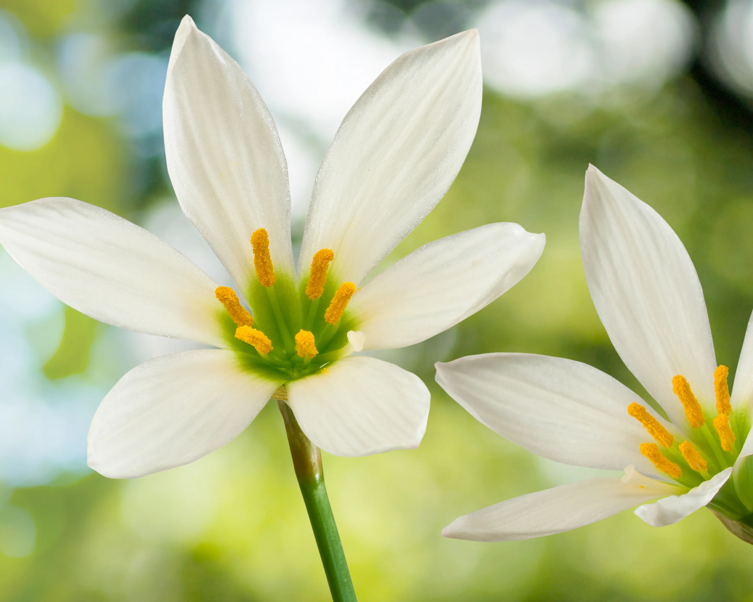 Zephyranthes candida - Image 4