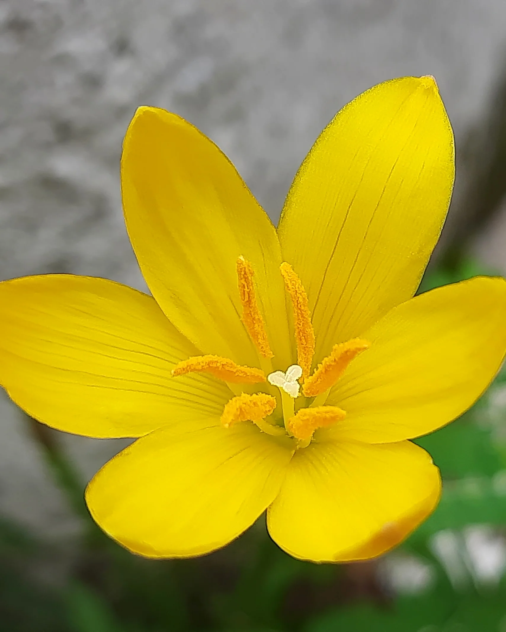 Zephyranthes sulphurea - Image 2