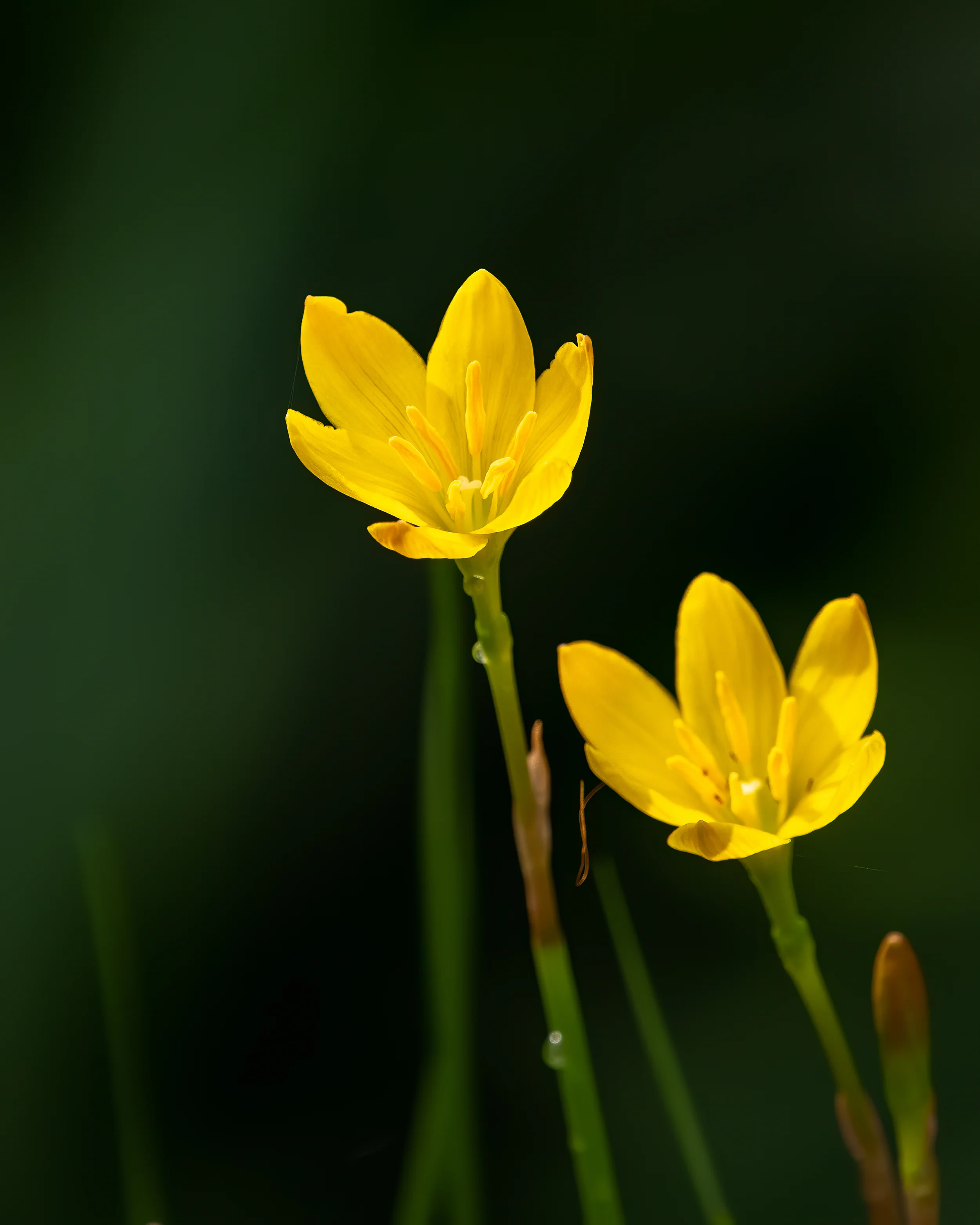 Zephyranthes sulphurea - Image 3