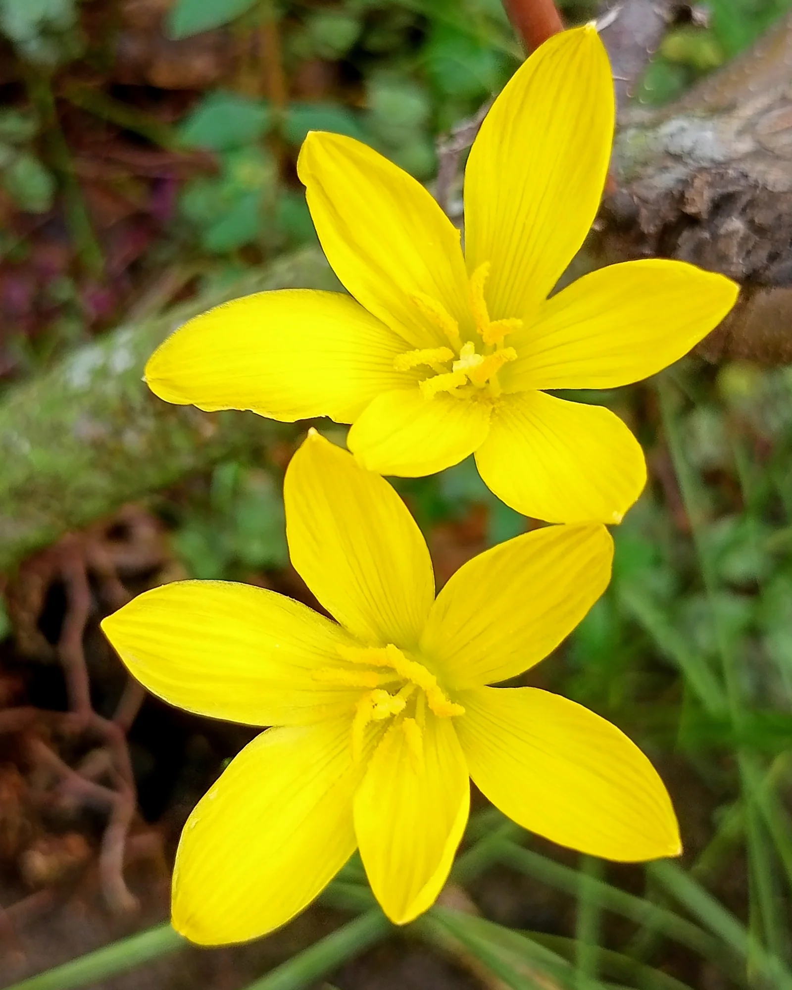 Zephyranthes sulphurea - Image 4