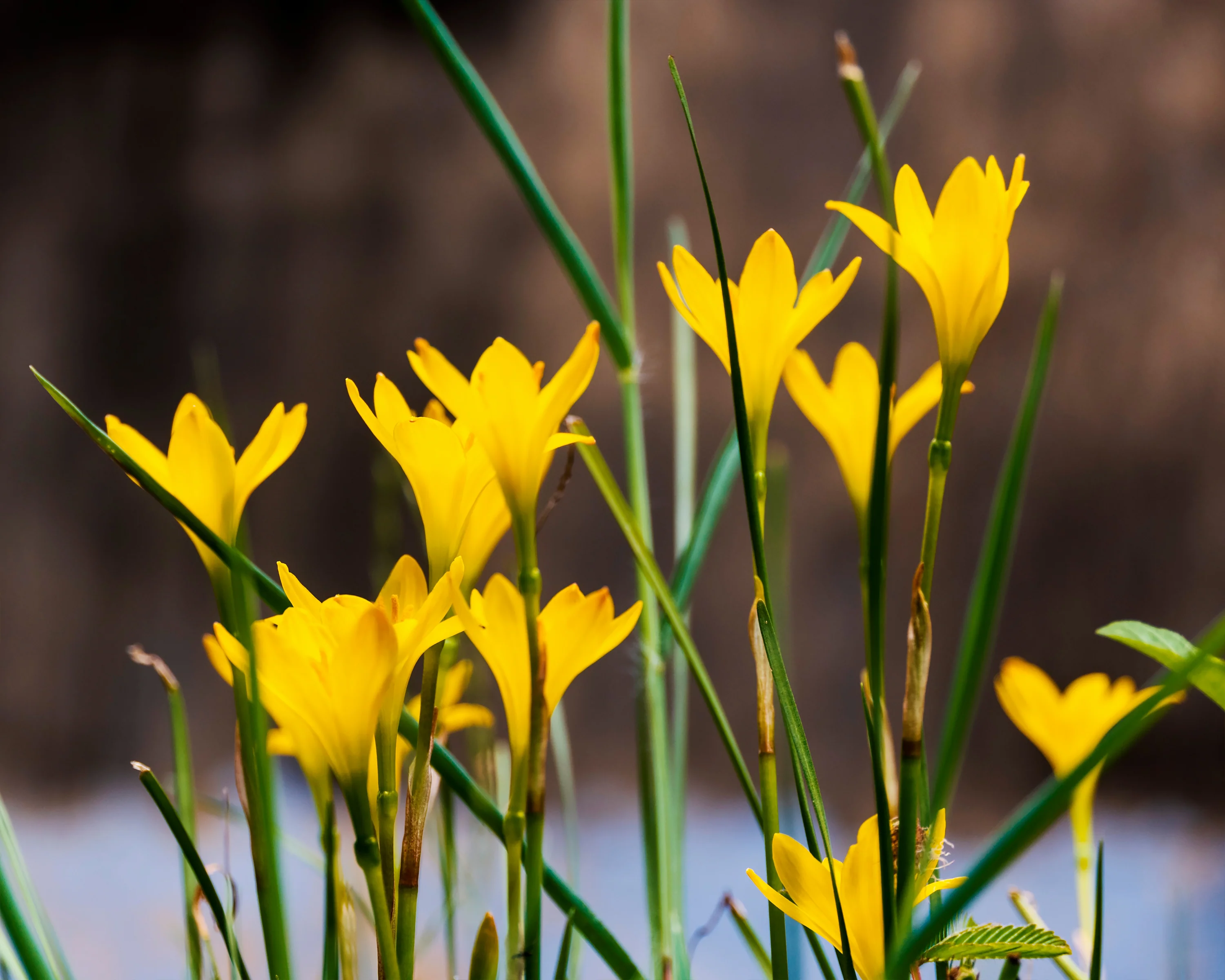 Zephyranthes sulphurea - Image 6
